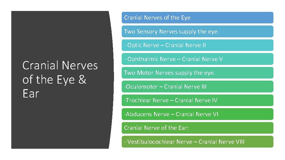 Cranial Nerves of the Eye Two Sensory Nerves supply the eye. - Optic Nerve Cranial Nerves of the Eye Two Sensory Nerves supply the eye. - Optic Nerve