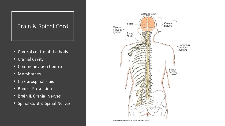 Brain & Spinal Cord • Control centre of the body • Cranial Cavity • Brain & Spinal Cord • Control centre of the body • Cranial Cavity •