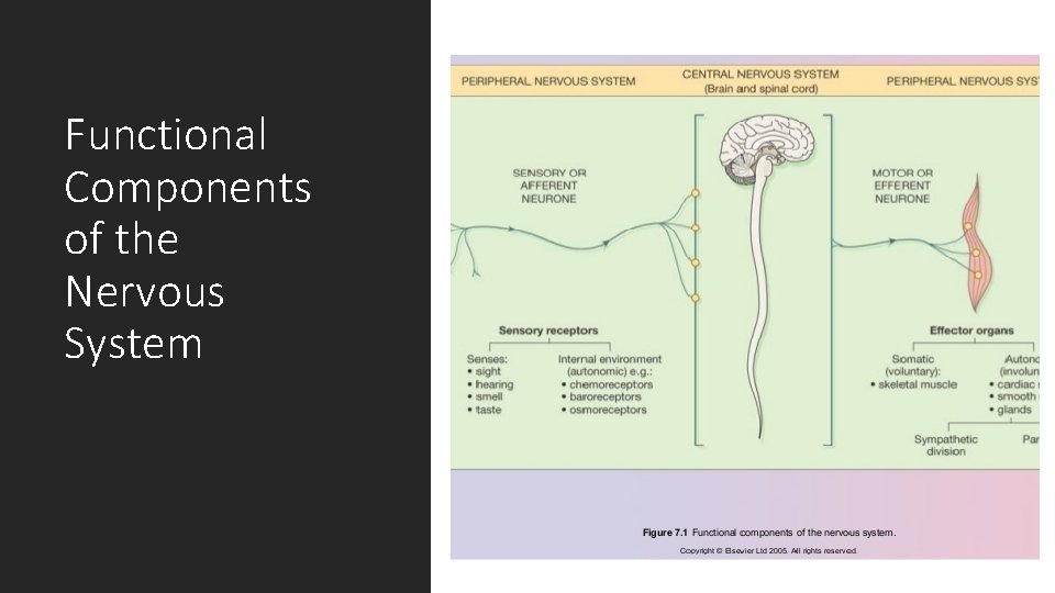 Functional Components of the Nervous System Functional Components of the Nervous System
