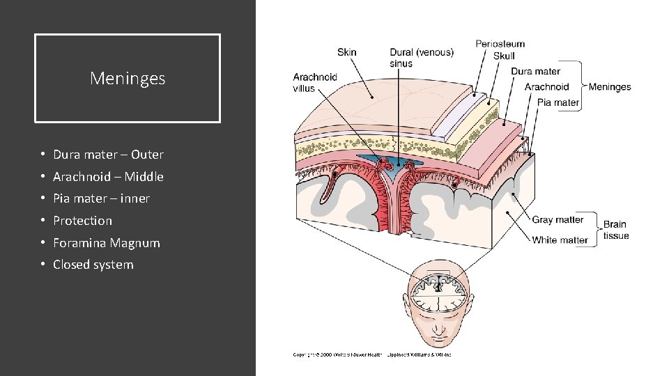 Meninges • Dura mater – Outer • Arachnoid – Middle • Pia mater – Meninges • Dura mater – Outer • Arachnoid – Middle • Pia mater –
