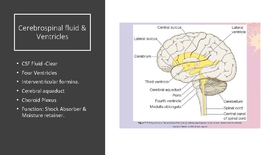 Cerebrospinal fluid & Ventricles • CSF Fluid -Clear • Four Ventricles • Interventricular formina. Cerebrospinal fluid & Ventricles • CSF Fluid -Clear • Four Ventricles • Interventricular formina.