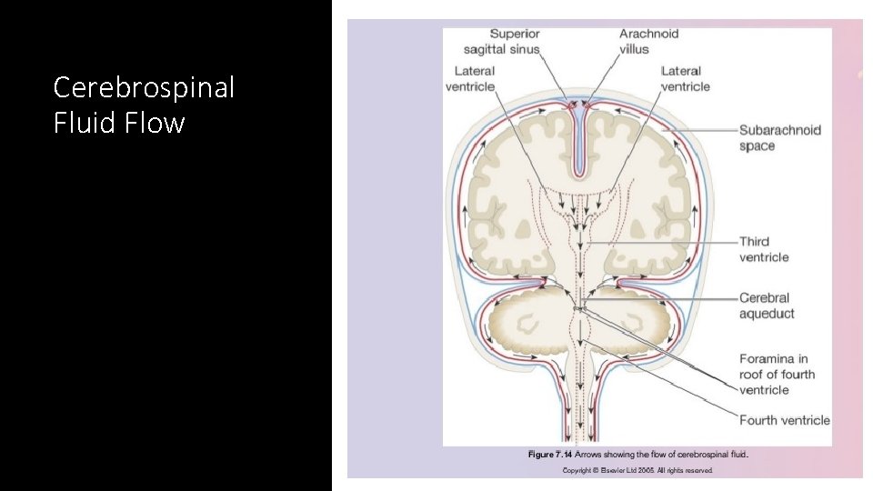 Cerebrospinal Fluid Flow Cerebrospinal Fluid Flow