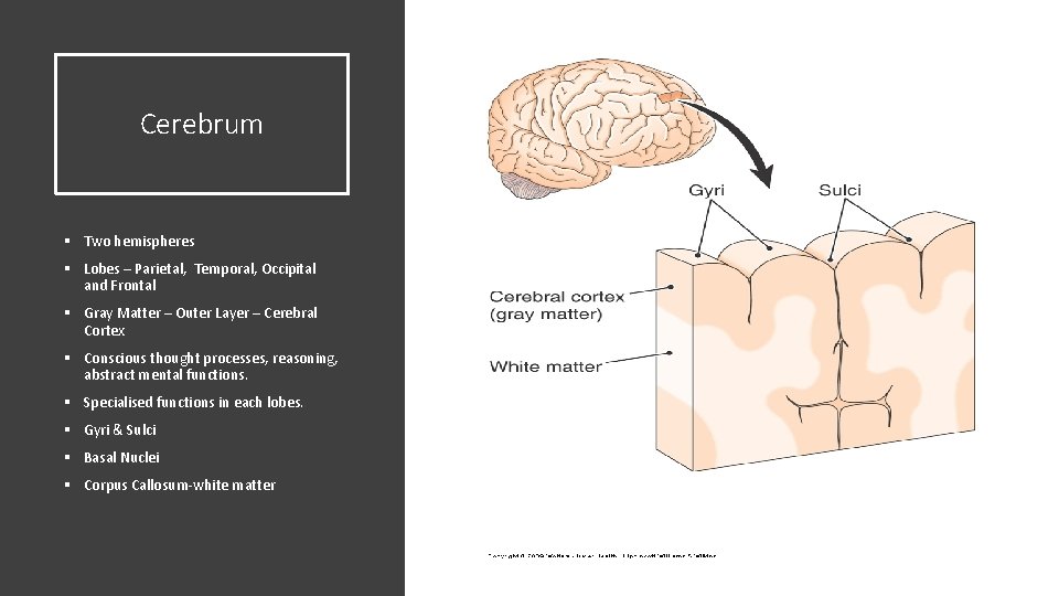 Cerebrum § Two hemispheres § Lobes – Parietal, Temporal, Occipital and Frontal § Gray Cerebrum § Two hemispheres § Lobes – Parietal, Temporal, Occipital and Frontal § Gray