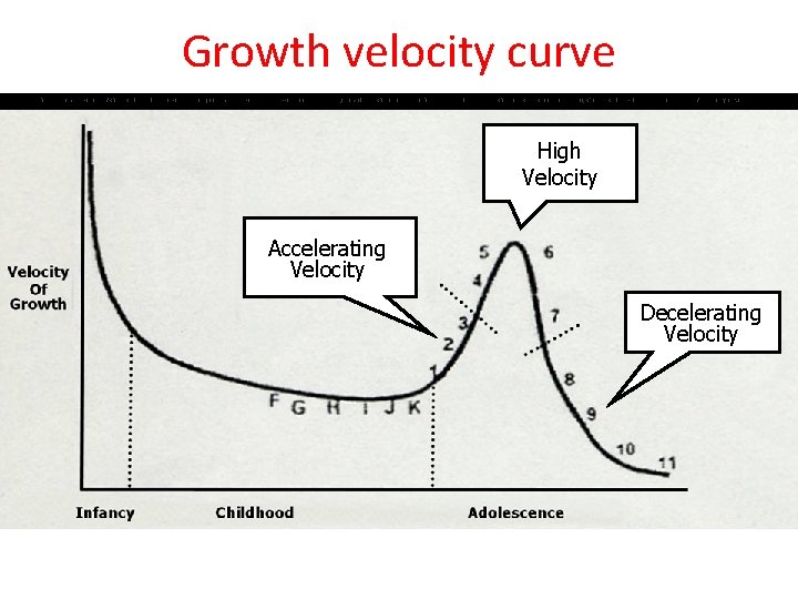 Growth velocity curve The approximate timing of these childhood and adolescent stages of maturation