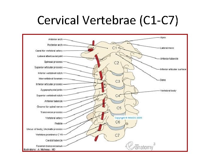 Cervical Vertebrae (C 1 -C 7) 