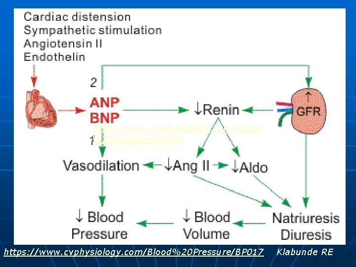 https: //www. cvphysiology. com/Blood %20 Pressure/BP 017 https: //www. cvphysiology. com/Blood%20 Pressure/BP 017 Klabunde