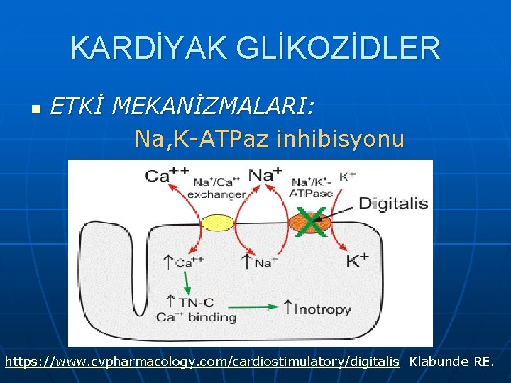 KARDİYAK GLİKOZİDLER n ETKİ MEKANİZMALARI: Na, K-ATPaz inhibisyonu https: //www. cvpharmacology. com/cardiostimulatory/digitalis Klabunde RE.