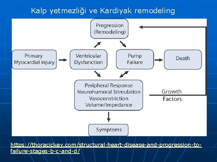 Kalp yetmezliği ve Kardiyak remodeling https: //thoracickey. com/structural-heart-disease-and-progression-tofailure-stages-b-c-and-d/ 