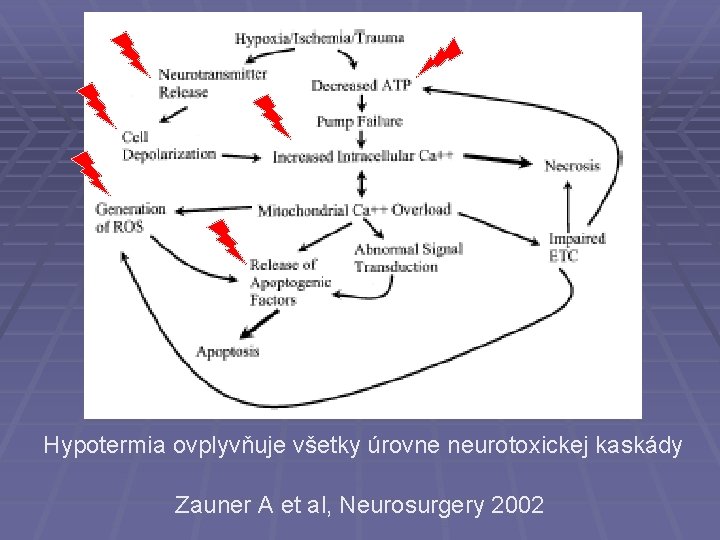 Hypotermia ovplyvňuje všetky úrovne neurotoxickej kaskády Zauner A et al, Neurosurgery 2002 