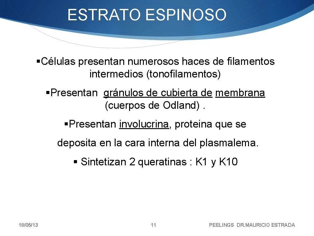 ESTRATO ESPINOSO §Células presentan numerosos haces de filamentos intermedios (tonofilamentos) §Presentan gránulos de cubierta