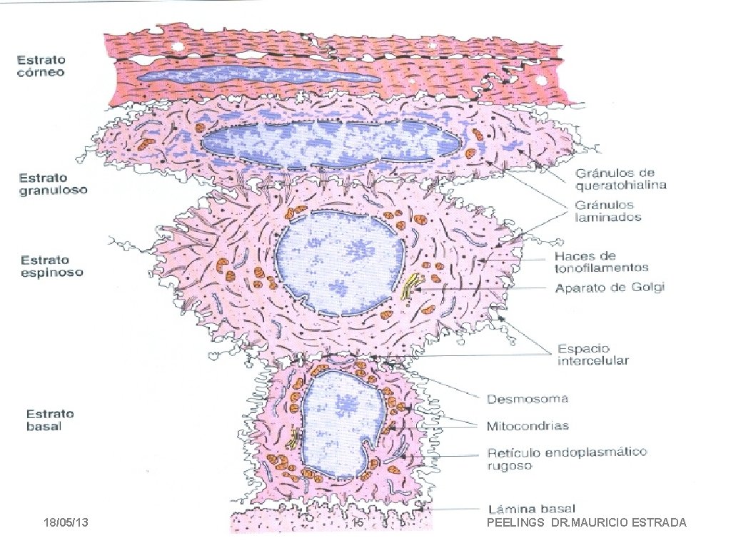 18/05/13 15 PEELINGS DR. MAURICIO ESTRADA 