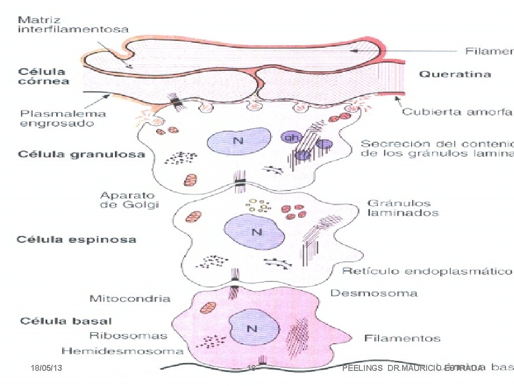 18/05/13 18 PEELINGS DR. MAURICIO ESTRADA 