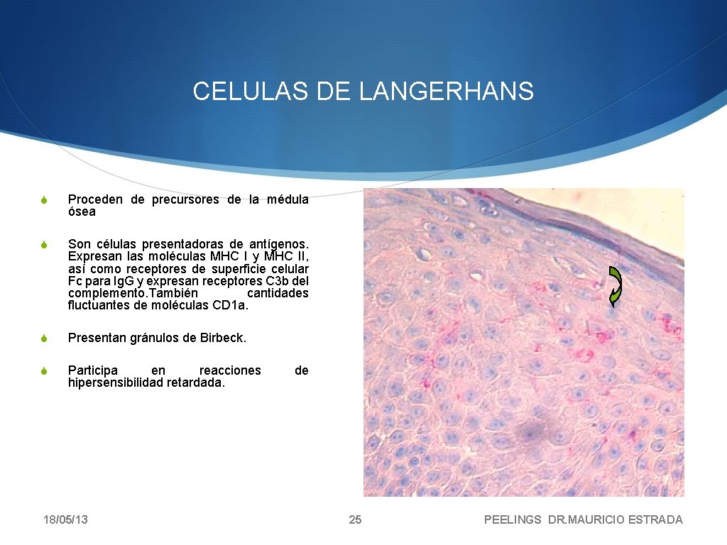 CELULAS DE LANGERHANS S Proceden de precursores de la médula ósea S Son células