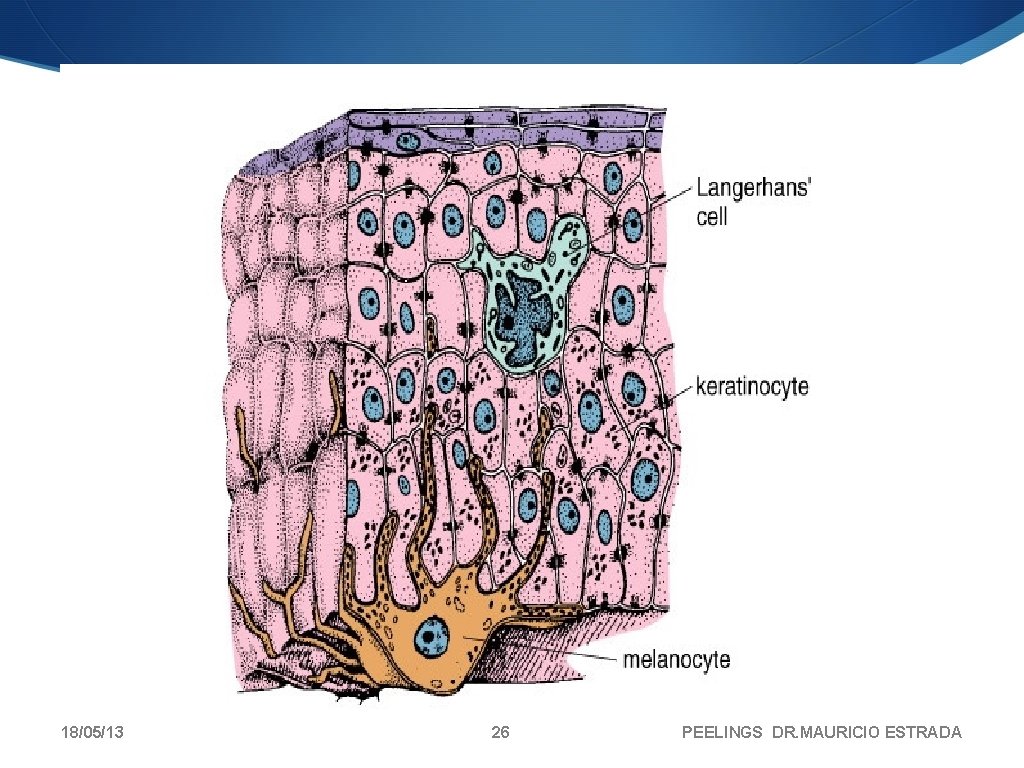 18/05/13 26 PEELINGS DR. MAURICIO ESTRADA 