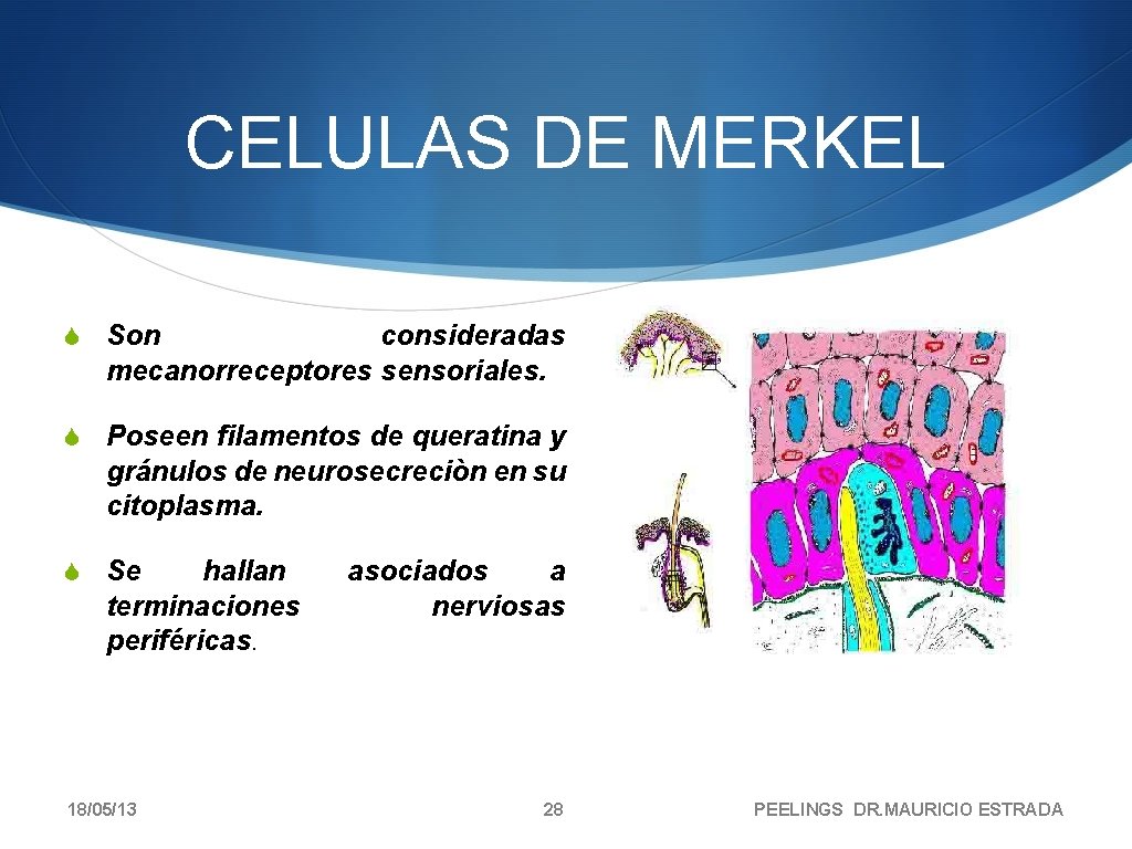 CELULAS DE MERKEL S Son consideradas mecanorreceptores sensoriales. S Poseen filamentos de queratina y