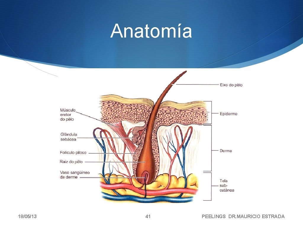 Anatomía 18/05/13 41 PEELINGS DR. MAURICIO ESTRADA 