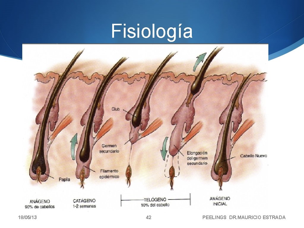 Fisiología 18/05/13 42 PEELINGS DR. MAURICIO ESTRADA 