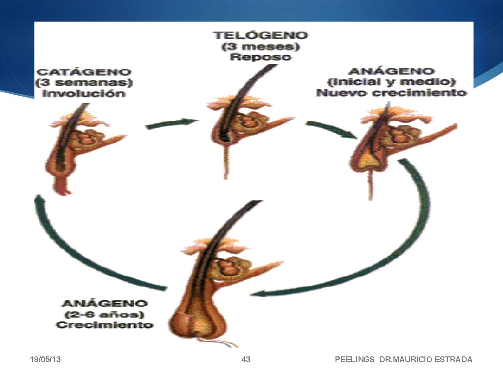 18/05/13 43 PEELINGS DR. MAURICIO ESTRADA 