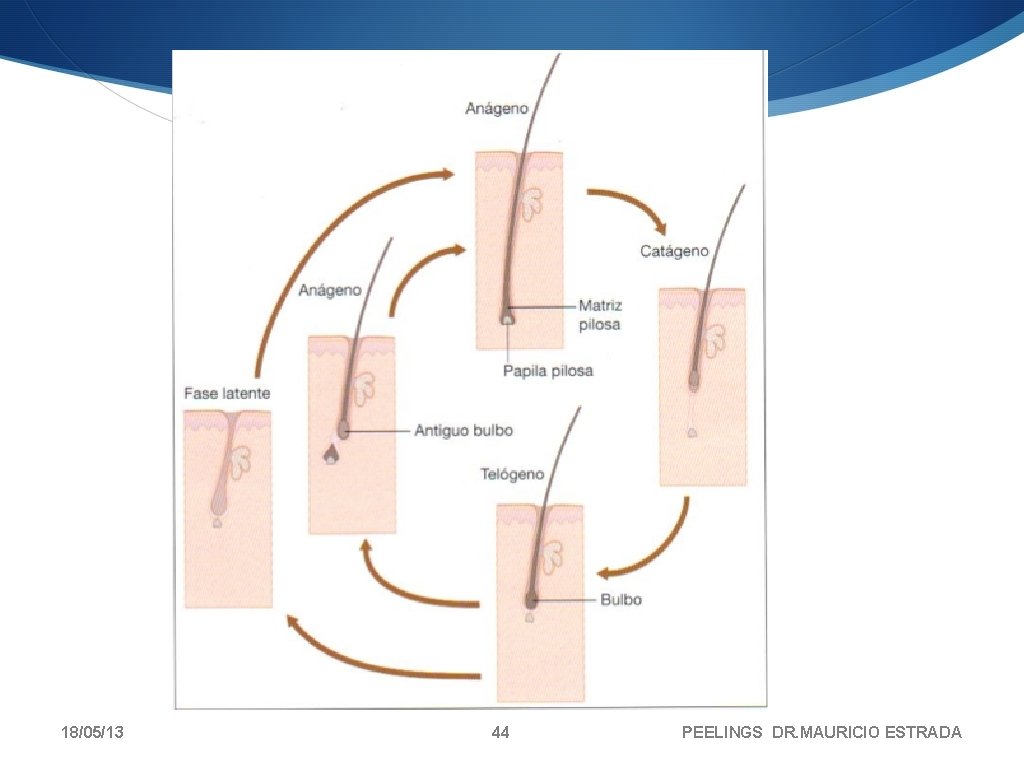 18/05/13 44 PEELINGS DR. MAURICIO ESTRADA 