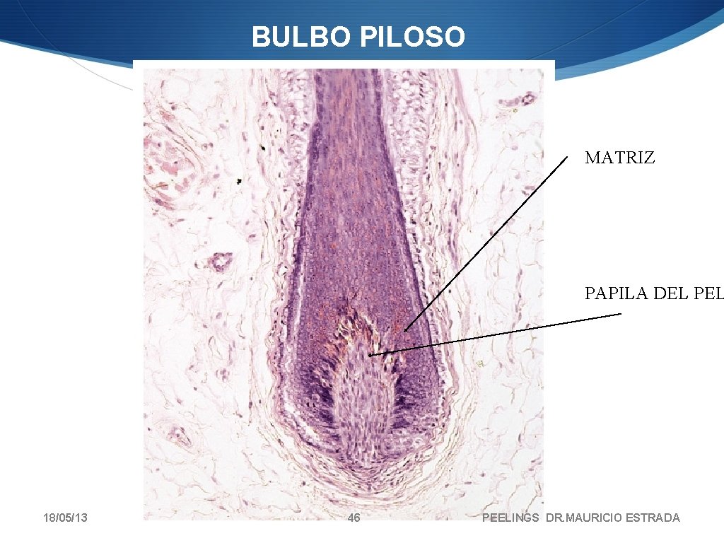 BULBO PILOSO MATRIZ PAPILA DEL PEL 18/05/13 46 PEELINGS DR. MAURICIO ESTRADA 