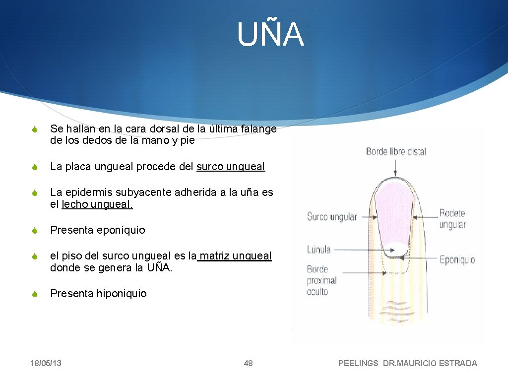 UÑA S Se hallan en la cara dorsal de la última falange de los