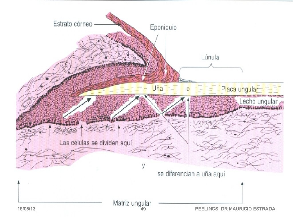 18/05/13 49 PEELINGS DR. MAURICIO ESTRADA 