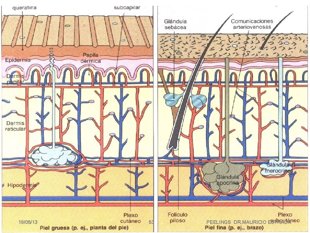 18/05/13 53 PEELINGS DR. MAURICIO ESTRADA 