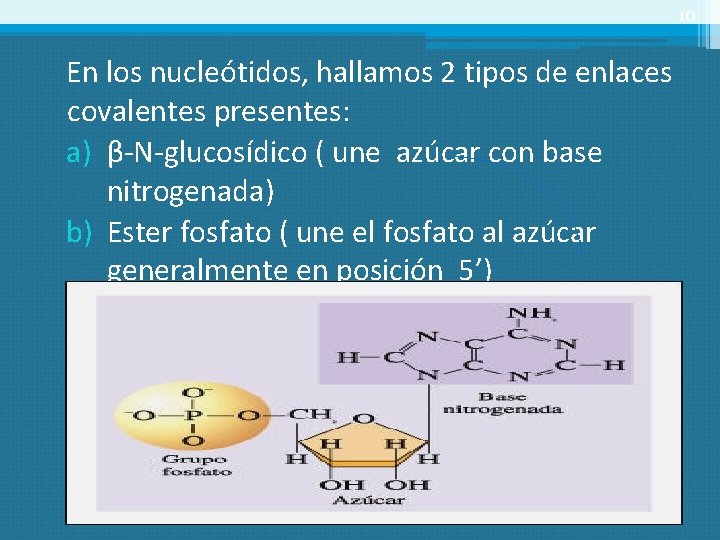 10 En los nucleótidos, hallamos 2 tipos de enlaces covalentes presentes: a) β-N-glucosídico (