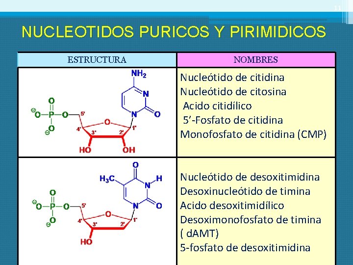 11 NUCLEOTIDOS PURICOS Y PIRIMIDICOS ESTRUCTURA NOMBRES Nucleótido de citidina Nucleótido de citosina Acido