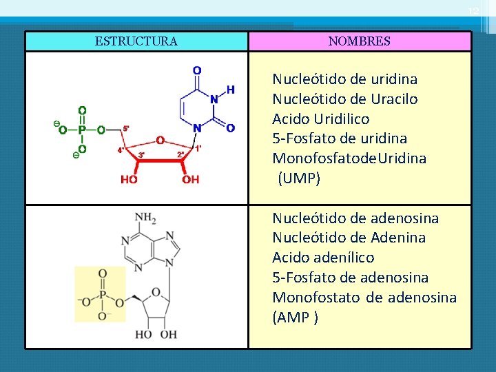 12 ESTRUCTURA NOMBRES Nucleótido de uridina Nucleótido de Uracilo Acido Uridilico 5 -Fosfato de