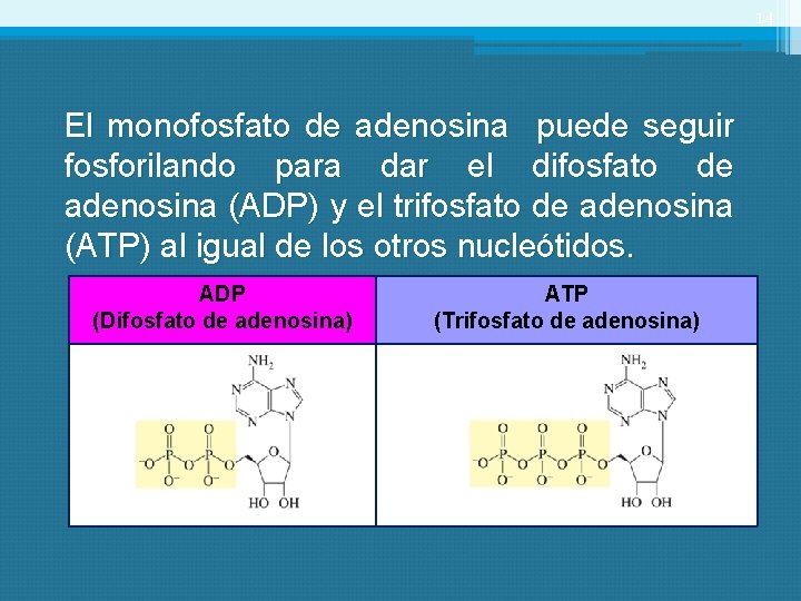 14 El monofosfato de adenosina puede seguir fosforilando para dar el difosfato de adenosina