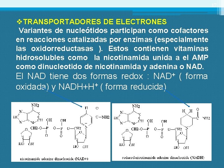 17 v. TRANSPORTADORES DE ELECTRONES Variantes de nucleótidos participan como cofactores en reacciones catalizadas