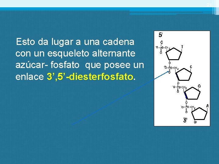 21 Esto da lugar a una cadena con un esqueleto alternante azúcar- fosfato que