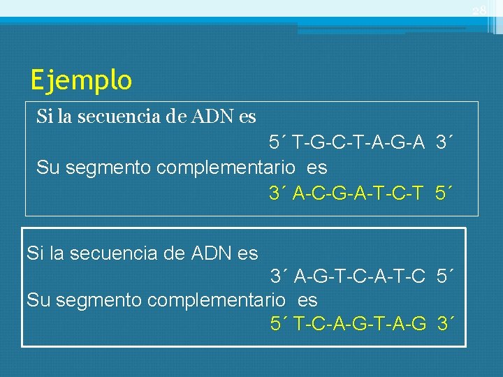 28 Ejemplo Si la secuencia de ADN es 5´ T-G-C-T-A-G-A 3´ Su segmento complementario