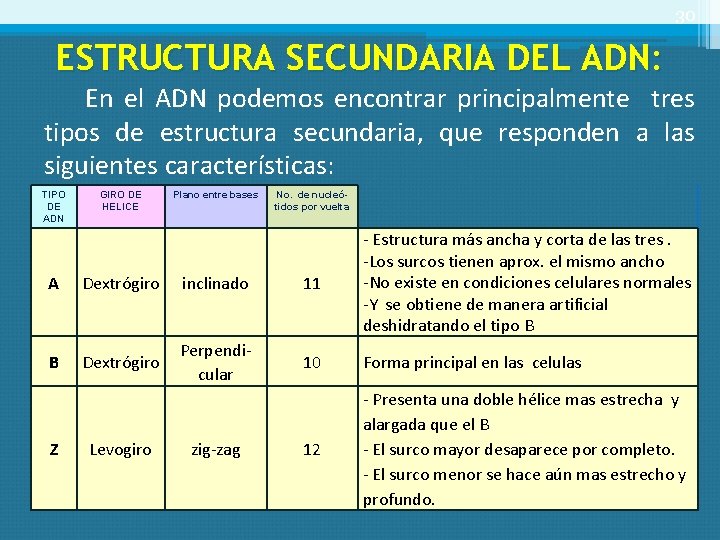 30 ESTRUCTURA SECUNDARIA DEL ADN: En el ADN podemos encontrar principalmente tres tipos de