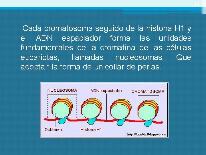 34 Cada cromatosoma seguido de la histona H 1 y el ADN espaciador forma