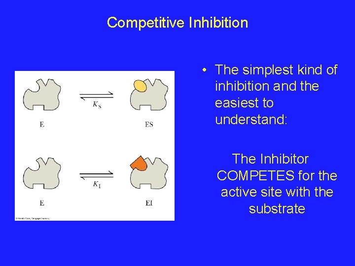 Enzyme Inhibition An inhibitor of an enzyme slows