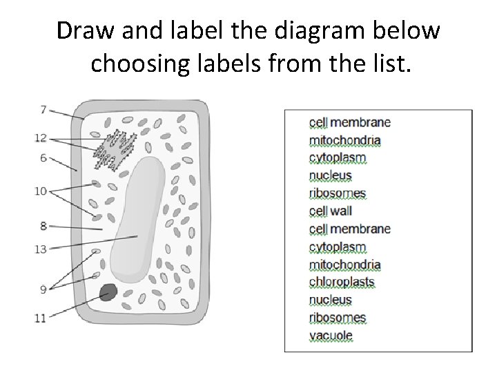 Draw and label the diagram below choosing labels from the list. 