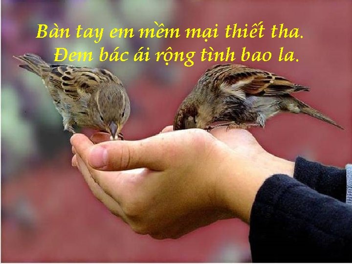 Bàn tay em mềm mại thiết tha. Đem bác ái rộng tình bao la.