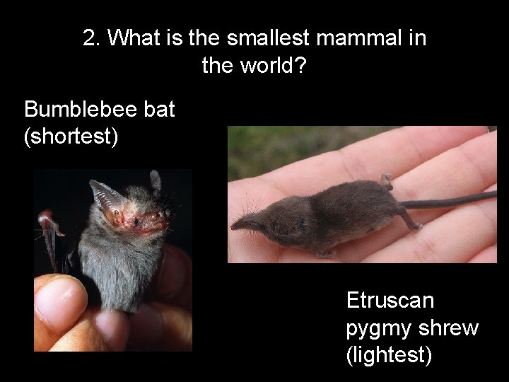 2. What is the smallest mammal in the world? Bumblebee bat (shortest) Etruscan pygmy