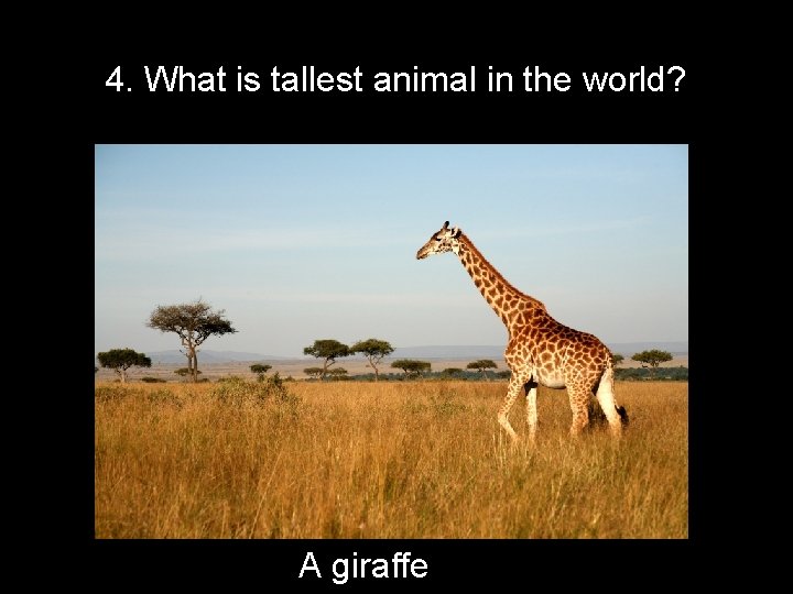 4. What is tallest animal in the world? A giraffe 
