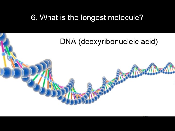 6. What is the longest molecule? DNA (deoxyribonucleic acid) 