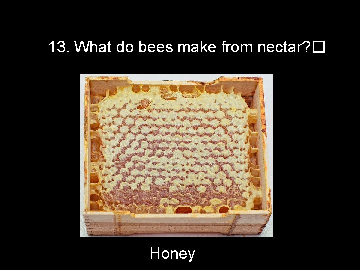 13. What do bees make from nectar? � Honey 