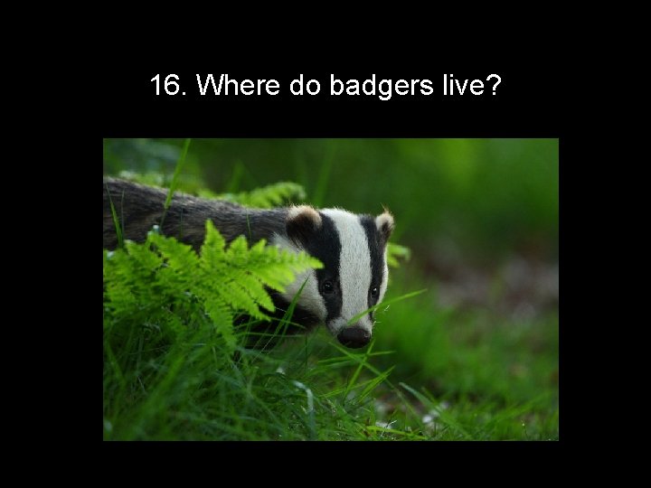 16. Where do badgers live? 