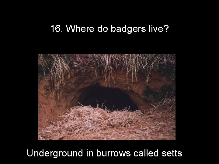 16. Where do badgers live? Underground in burrows called setts 