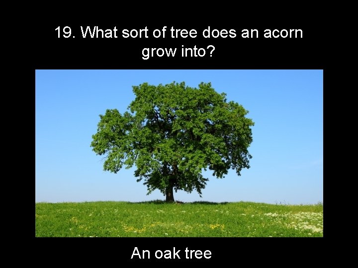 19. What sort of tree does an acorn grow into? An oak tree 