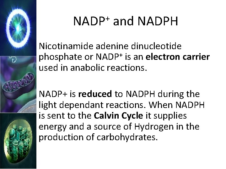 NADP+ and NADPH Nicotinamide adenine dinucleotide phosphate or NADP+ is an electron carrier used