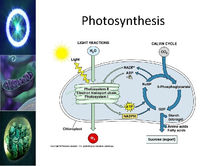 Photosynthesis 