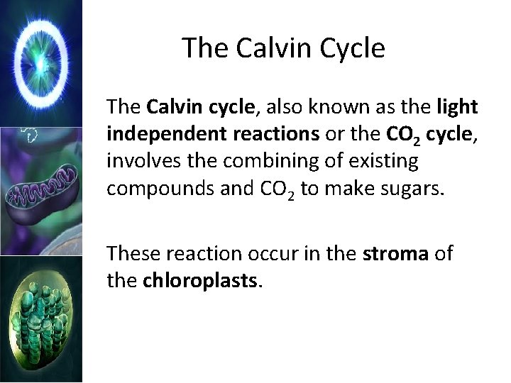 The Calvin Cycle The Calvin cycle, also known as the light independent reactions or