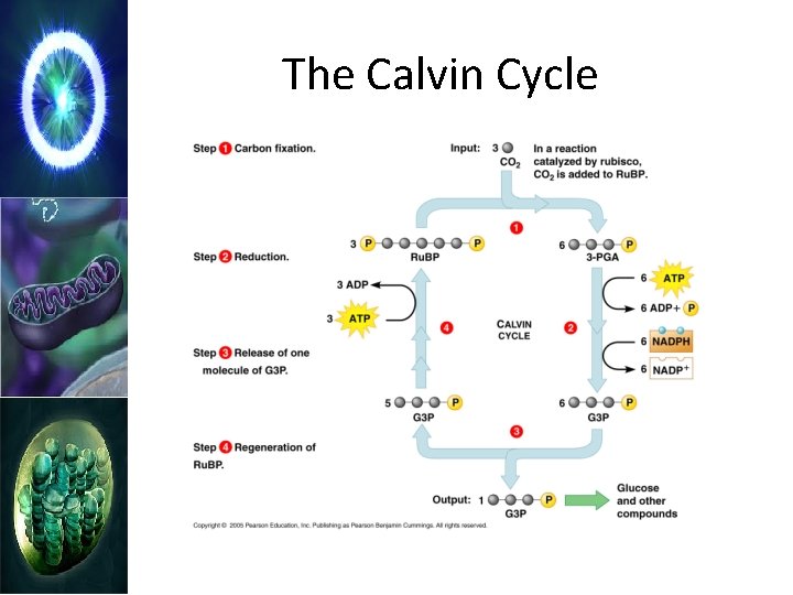 The Calvin Cycle 